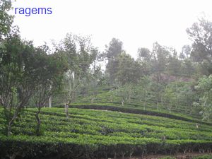 tea farm.jpg