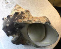 ヤコウガイ貝殻