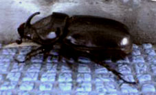 タイワンカブトムシアップ