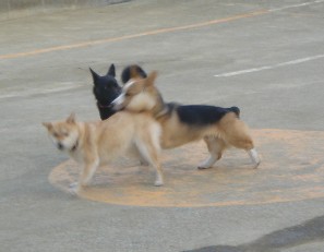 ラン3.JPG