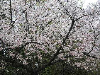 画像 752桜　植物園.JPG