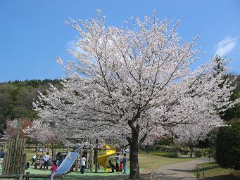 画像 268桜.JPG
