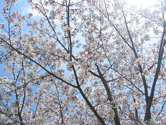 画像 271桜.JPG