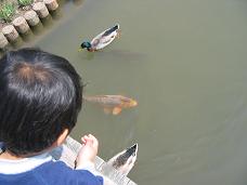 画像 282かもとコイ.JPG