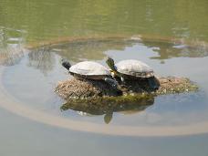 画像 285かめ.JPG