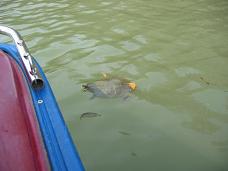 画像 328ボートからかめ.JPG