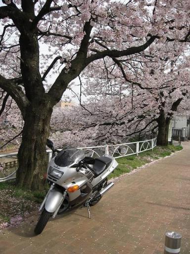 IMG_0782桜とバイク.jpg