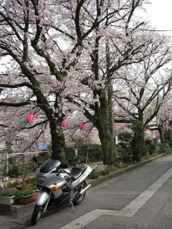 IMG_0780桜とバイク.jpg