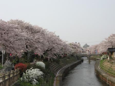 IMG_0770桜とこいのぼり.jpg