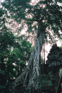 タ・プロム木々