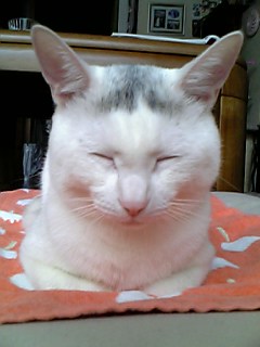 ＺＺｚｚｚ・・・