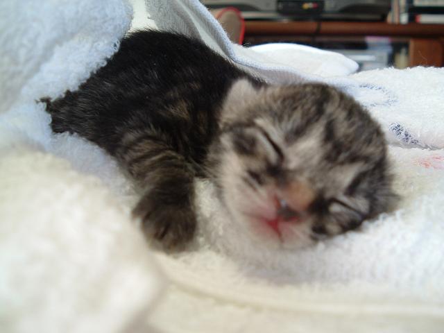 はじめまして、ももちゃん