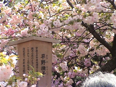 八重桜.jpg