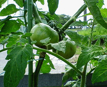 NEC_0007.JPG