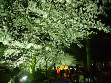 2010 夜桜２.jpg