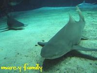 ちゅらうみ水族館2