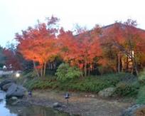 ライトアップされた紅葉☆