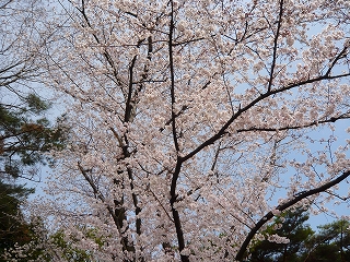 桜満開☆