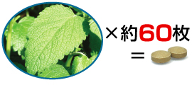 レモンの葉60枚分！