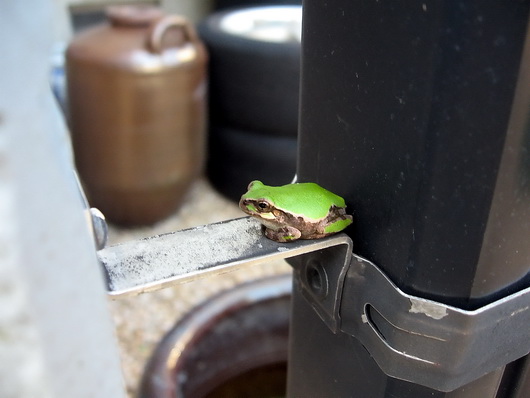 Japanese Tree Frog-8.jpg