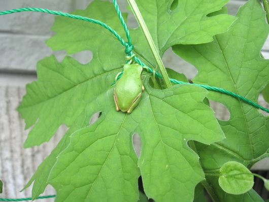 Japanese Tree Frog-1.jpg