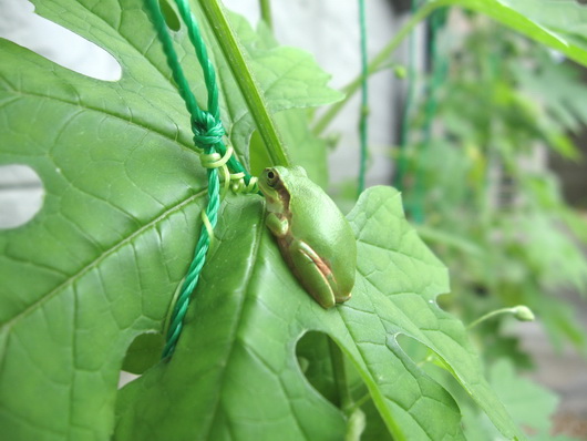 Japanese Tree Frog-2.jpg