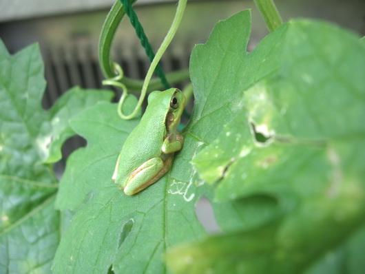 Japanese Tree Frog-3.jpg