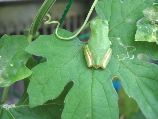 Japanese Tree Frog-4.jpg