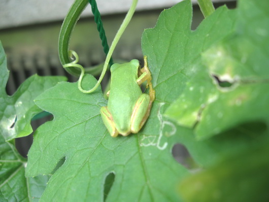 Japanese Tree Frog-5.jpg