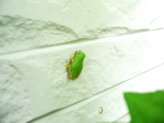 Japanese Tree Frog-6.jpg