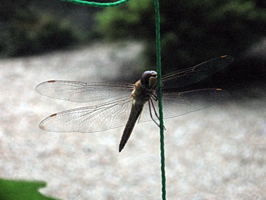 Dragonfly.jpg