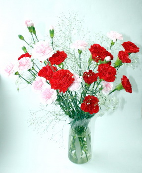 carnation-2.jpg