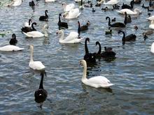ときわ公園鳥たち.jpg