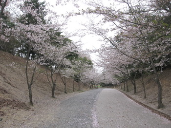 The　tunnel　of　cherry blossoms.jpg