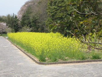 油菜の花畑.jpg