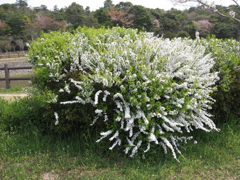 White flowers.jpg