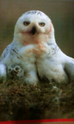 シロフクロウ（じ～っ）.jpg