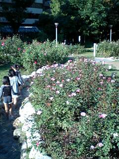 靭公園ばら園