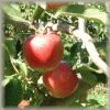リンゴ 写真植物図鑑