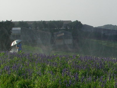 hanasajiki100815.jpg