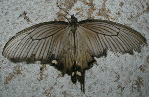 ga100807agehamodoki.jpg