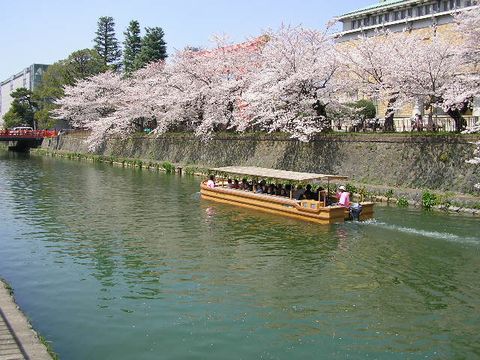 090407 疎水の桜