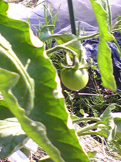 tomato100602a.JPG