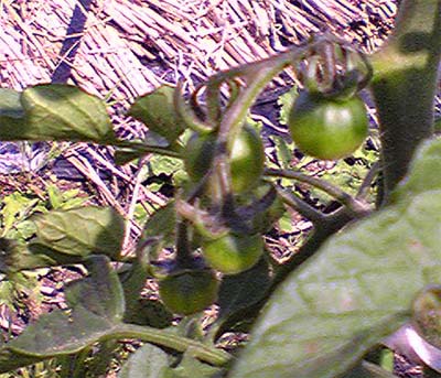 tomato100602c.JPG