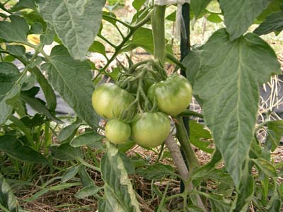 tomato0603.JPG