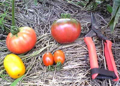 tomato100701.JPG