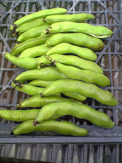 soramame090513a.JPG