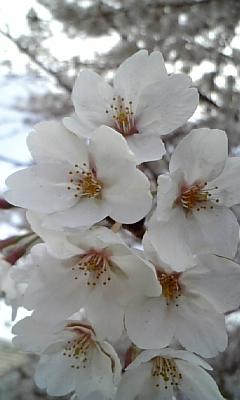 sakura3