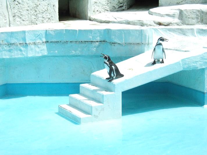 入り待ちペンギン