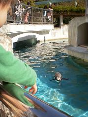 ペンギンが見たいんじゃ